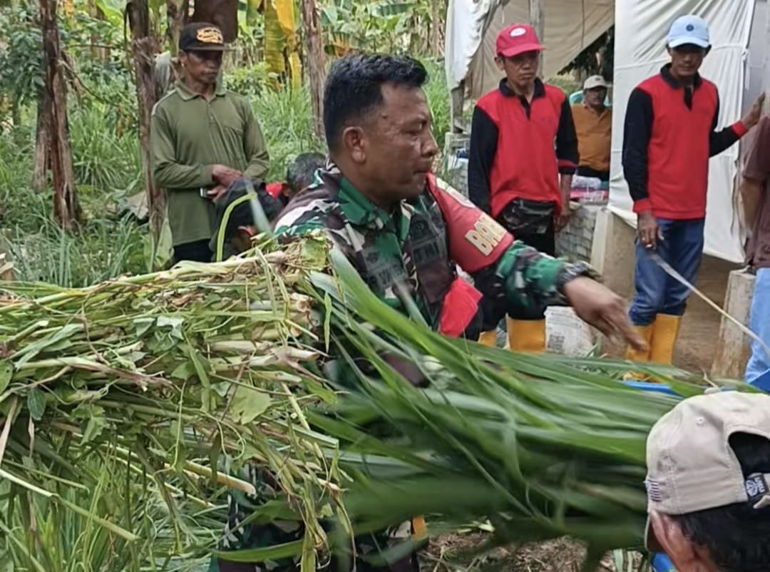 Sebanyak tiga puluhan peserta bimtek budidaya dan pengolahan pakan ternak terjun praktek membuat pakan ternak dalam suasana TMMD 126 Lebakharjo, Ampelgading