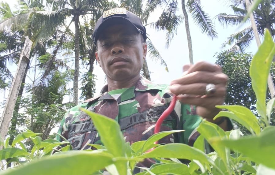 ‎Haru, Serda Israil Turun Bersama Petani Panen Cabai di Lebakharjo