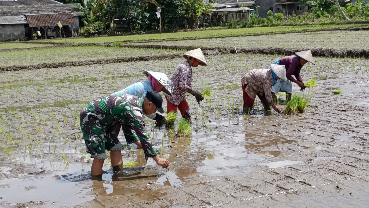 Pagi yang sejuk di Dusun Krajan 1 B, Desa Lebakharjo, Kecamatan Ampelgading menjadi saksi kebersamaan antara anggota Satgas TMMD ke-126 dan warga setempat.