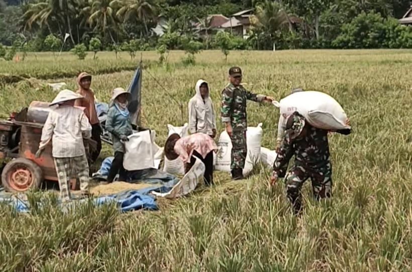 Satgas TMMD ke-126 terlihat menyatu dengan warga, bahu-membahu membantu proses dores padi (perontokan padi) di hamparan sawah Desa Lebakharjo