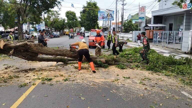 Aksi Cepat Babinsa Sertu Arief Suherman Bantu Evakuasi Pohon Tumbang di Jalur Utama Rogojampi