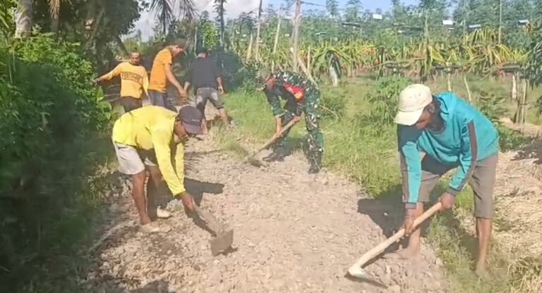 Perbaiki Akses Jalan Hingga Bantu Panen Buah Naga, Babinsa Siliragung Langsung Terjun Bantu Warga
